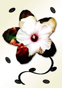 Grafika - Kvety v kvete (päť lupeňov) (nevesta noci) - 11035007_