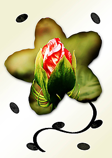 Grafika - Kvety v kvete (päť lupeňov) (poupátko) - 11035008_