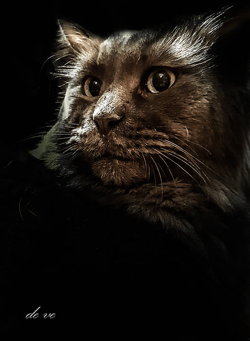 Fotografie - Eddie - 11139999_