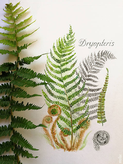 Obraz "Papraď Dryopteris"
