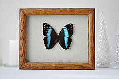 Dekorácie - Morpho achilles- motýľ v rámčeku - 11260616_