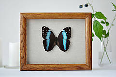 Dekorácie - Morpho achilles- motýľ v rámčeku - 11260619_