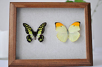 Dekorácie - Graphium tyndareus/ Anteos menippe- motýle v rámčeku - 11260746_