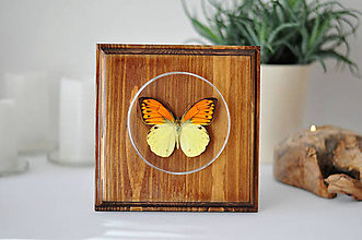Dekorácie - Hebomoia leucippe- motýľ na drevenej podložke - 11263060_
