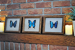 Dekorácie - Morpho achilles- motýľ v rámčeku - 11286584_
