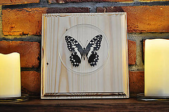 Dekorácie - Papilio demodocus- motýľ na drevenej podložke - 11285624_