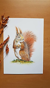 Kresba: Veverica