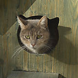 Pre zvieratá - Mačací domček na zimu - 11314928_