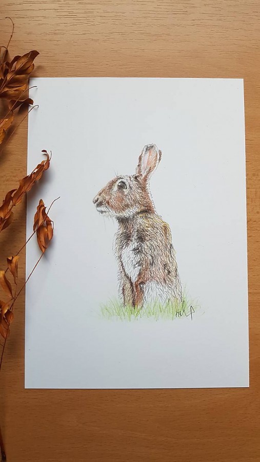 Kresba : zajac