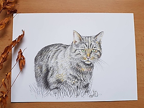 Kresby - Kresba:Mačka divá - 11325729_