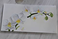 Obrazy - Orchidea - 11339146_