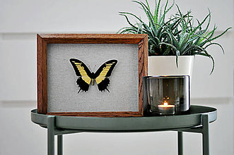 Dekorácie - Papilio androgeus- motýľ v rámčeku - 11371578_