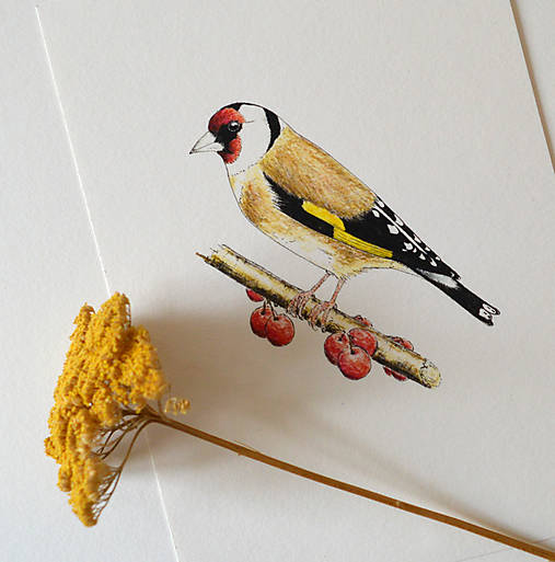 Kresby - Stehlík -trochu jinak - 11394649_