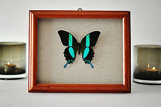 Dekorácie - Papilio blumei- motýľ v rámčeku - 11404973_