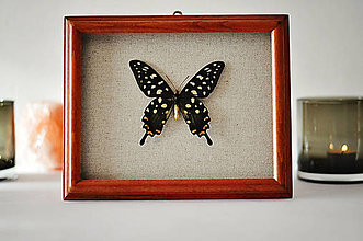 Dekorácie - Papilio antenor- motýľ v rámčeku - 11409030_