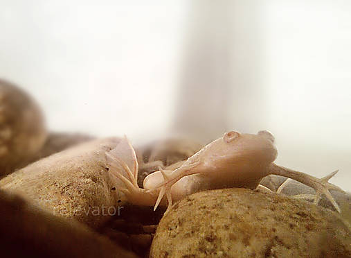 Fotografie - Žaba - 11412613_