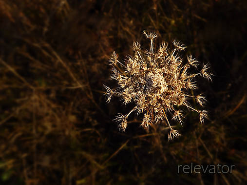 Fotografie - (skoro) zimná vločka - 11440091_