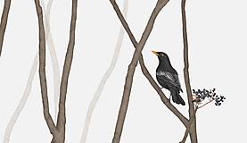 Grafika - BLACKBIRD IN FOREST - 11464290_