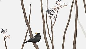 Grafika - BLACKBIRD IN FOREST - 11464291_