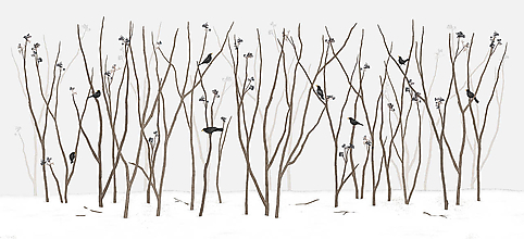 Grafika - BLACKBIRD IN FOREST - 11464295_