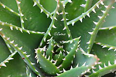 Fotografie - Zubatý kaktus (fotografia) - 11474261_