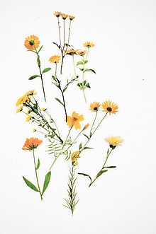 Papier - Transparentný set nálepiek " Botanical Orange" - 11488289_