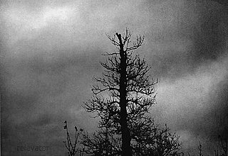 Fotografie - Depresívny strom - 11504388_