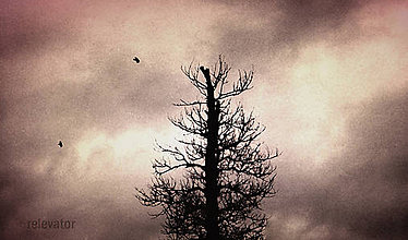 Fotografie - Depresívny strom (2) - 11504417_