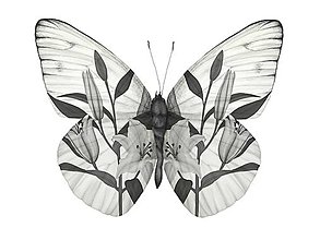 Obrazy - BUTTERFLY - 11514594_