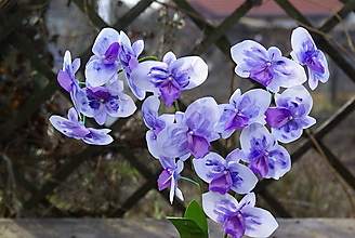 Dekorácie - Fialová orchidea - 11547695_