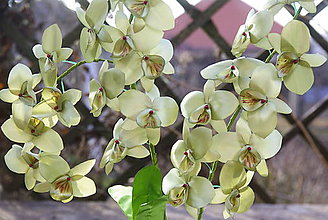 Dekorácie - Orchidea zeleno zlatá - 11561865_