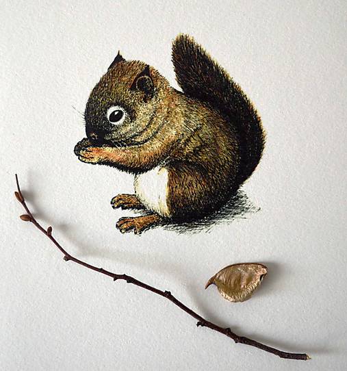 Kresby - Veverka v barvách - 11571270_