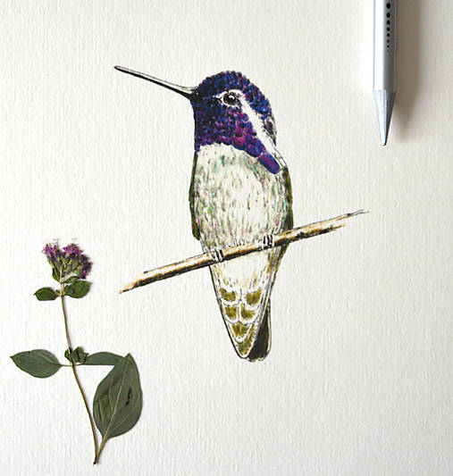 Kresby - Kolibřík "6" - vel. A4 - 11576131_