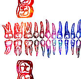 Grafika - Ľudské zuby - anatómie (A3 - 297 mm x 420 mm) - 11638916_