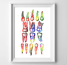 Grafika - Ľudské zuby II - anatómie - 11639226_