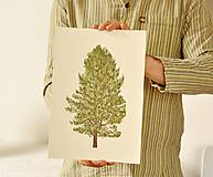 Grafika - Print - ,Pinus'  (Pinus A4) - 11638679_