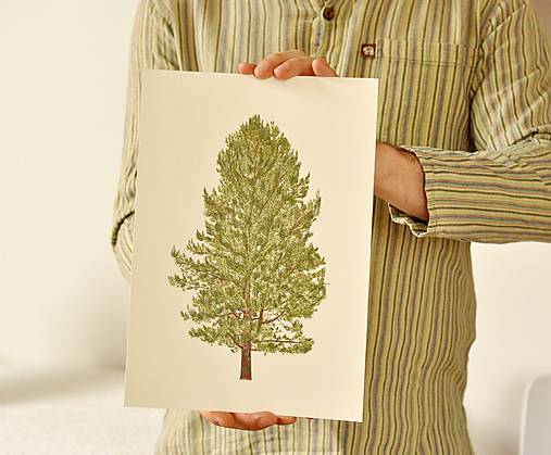 Print - ,Pinus'  (Pinus A4)