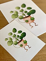 Zahanbená pilea - Print | Botanická ilustrácia