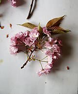 Obrazy - Obraz Prunus - 11666079_