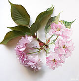 Obrazy - Obraz Prunus - 11666080_