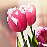 Fotografie - ružové tulipány - 11668708_