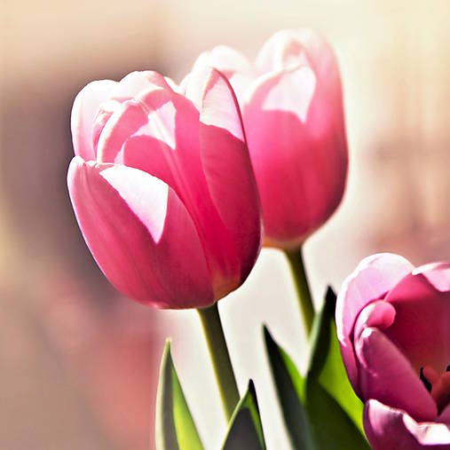 Fotografie - ružové tulipány - 11668708_