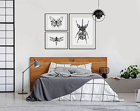 Obrazy - DRAGONFLY - 11668203_