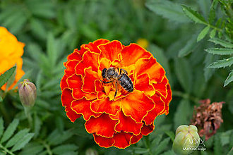 Fotografie - včela a "smraďoch" - 11695750_
