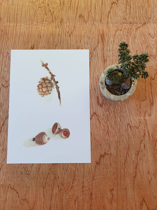 Papiernictvo - Pohľadnica: prírodniny šiška smrekovec - 11704728_