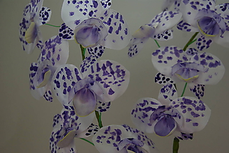 Dekorácie - Orchidea bielo fialova - 11723693_