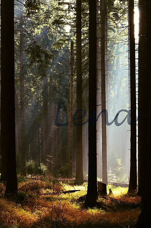 Fotografie - Tajemství Lesa - Autorská fotografie - 11843796_