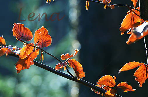 Fotografie - Pestrý podzimní den - Autorská fotografie - 11843869_