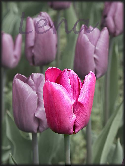Fotografie - Tulipány - Autorská fotografie - 11844632_