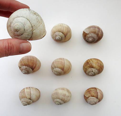 Suroviny - Slimačia ulita - 11844879_